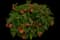 Passionfruit Lantana — design image 2