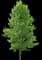 Tulip Poplar 'Little Volunteer' — design image 1