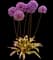 Flowering Onion — design image 2