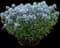 Storm Cloud Bluestar - Amsonia — design image 1