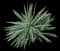 Sisal Agave — design image 1