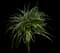 Lily Turf Grass — design image 17
