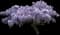Chinese Wisteria — design image 2