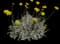 Sundancer Daisy
Western Sundancer Daisy — design image 2