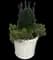 Yew Podocarpus — design image 4