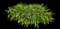 Daylilly — design image 7