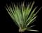 Yucca filamentosa — design image 9