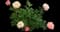 Peony (Paeonia) — design image 40