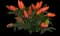 Ornamental Pepper — design image 3