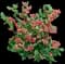 Blueberry Bush (Vaccinium) — design image 3