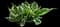 Patriot - Hosta — design image 7