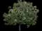 Pink wild pear Tree — design image 2