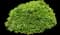 Green Velvet Boxwood Shrub — design image 3