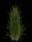 Feather Reed Grass — design image 3