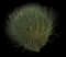 Spanish Broom — design image 4