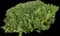 Mock Bearberry Manzanita — design image 2