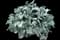 New Look Dusty Miller — design image 2