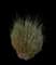Pink Muhly Grass — design image 7