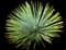 Chaparral yucca — design image 3