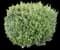 Rosemary — design image 13