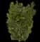 Podocarpus Roman Candle® — design image 1