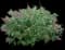 Miss Molly Butterfly Bush — design image 1
