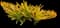 Orangeade Bromeliad — design image 2