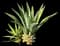 Spanish Dagger Yucca — design image 5