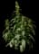Snapdragon — design image 3