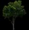 Bitter Orange Tree — design image 1