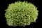 Ivory Halo® Variegated Dogwood — design image 15