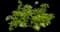 Patriot - Hosta — design image 6