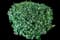Korean Spice Viburnum Shrub — design image 8