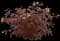 Nightglow® Bush Honeysuckle — design image 1