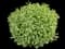 Ivory Halo® Variegated Dogwood — design image 1