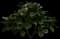 Gardenia Shrubs — design image 4