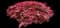Japanese Maple Tree — design image 14