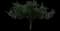 Flowering Cherry Tree (Prunus serrulata) — design image 9