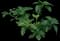 Japanese Spurge Groundcover — design image 3