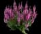 Pink Nebula™ Salvia nemorosa — design image 1