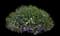 Sky Blue Combo Lobelia — design image 1