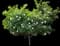 Gardenia Shrubs — design image 1