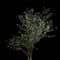 Bird Cherry — design image 2
