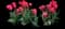 Tulip 'Barre Alta' — design image 1