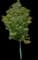 Hot Wings® Tatarian Maple Tree — design image 2