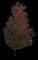 Silver Maple Tree — design image 8