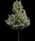 Trinity Flowering Pear — design image 1