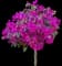 New River Purple Bougainvillea — design image 2