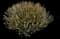 Candytuft (Iberis sempervirens) — design image 11