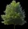 Willow Oak Tree — design image 2